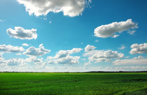 Campo verde y cielo azul con nubes blancas