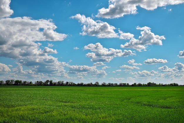 Campo verde y cielo azul con nubes blancas