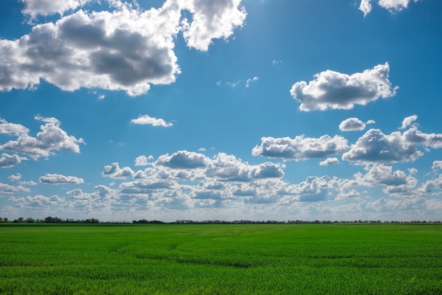 Campo verde y cielo azul con nubes blancas