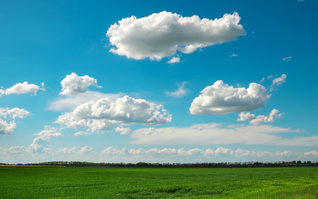 Campo verde y cielo azul con nubes blancas