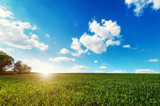 Campo verde bajo un cielo azul con nubes. Imagen escénica de la industria agraria. Foto del concepto de ecología.