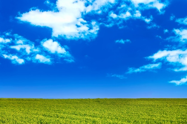 Campo verde y cielo azul con nubes