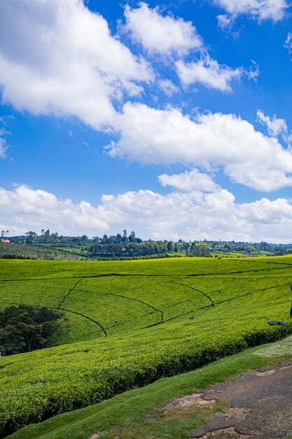 un campo verde con un cielo azul y nubes