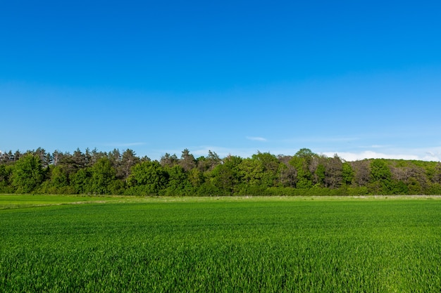 Campo verde bajo un cielo azul con nubes