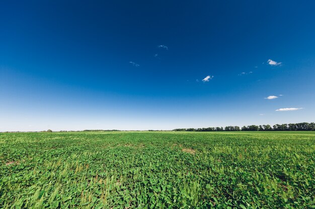 Campo verde, cielo azul y sol.