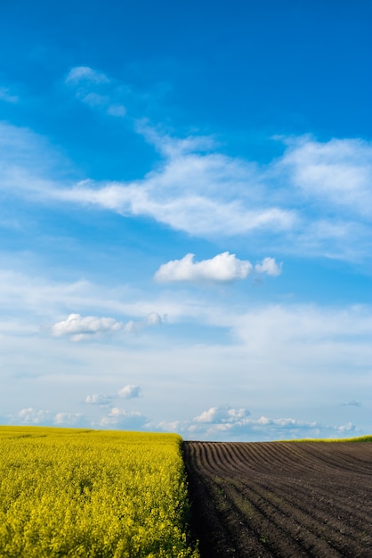 Campo verde y cielo azul