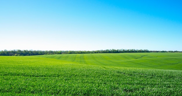 Campo verde y cielo azul