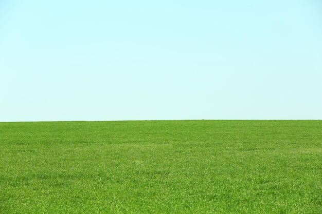 Campo verde y cielo azul