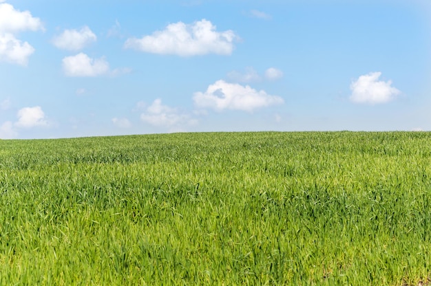 campo verde y cielo azul