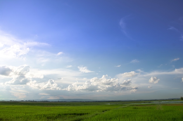 Campo verde y cielo azul