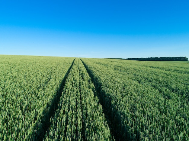 Campo verde y cielo azul