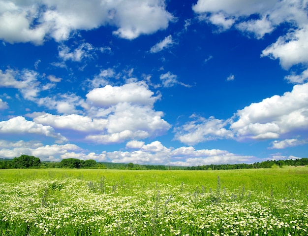 Campo verde y el cielo azul