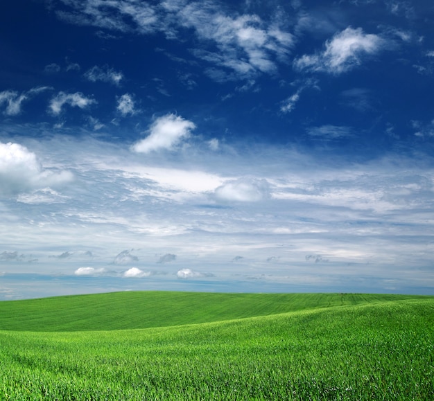 Campo verde y cielo azul