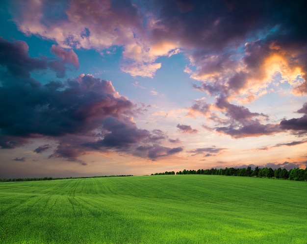 Campo verde y cielo azul