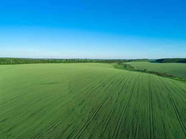 Campo verde y cielo azul