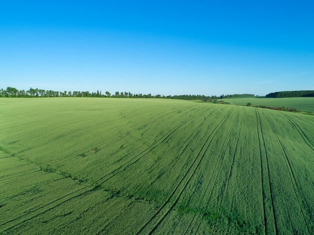 Campo verde y cielo azul