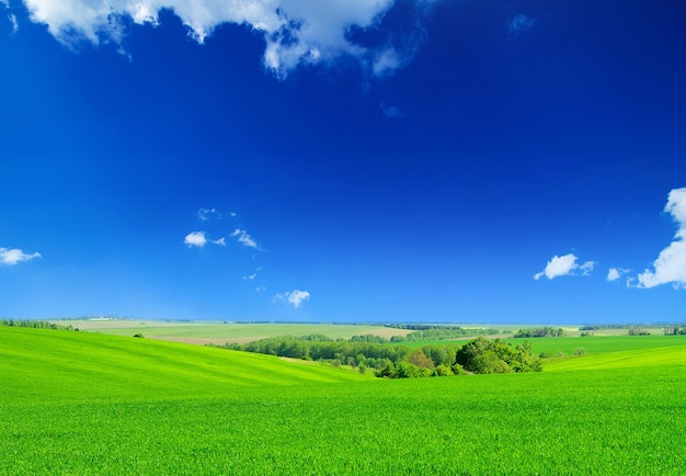 Campo verde y cielo azul
