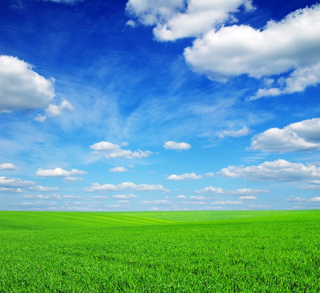 Campo verde con cielo azul