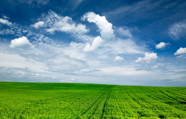 Campo verde y cielo azul