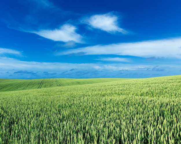 Campo verde y cielo azul