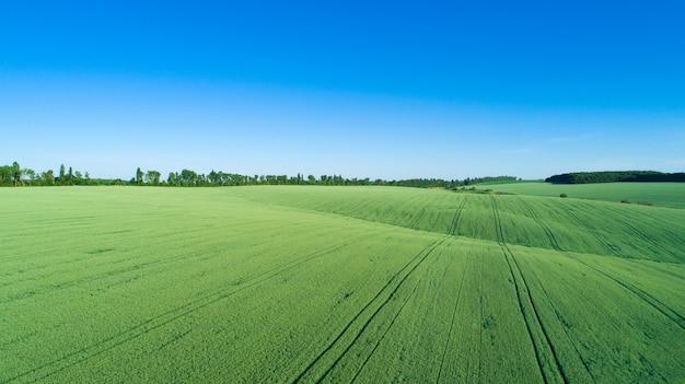 Campo verde y cielo azul