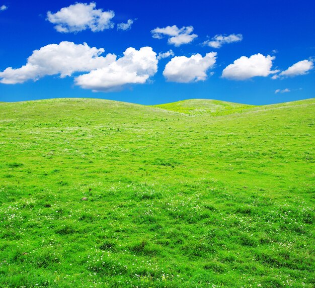 Campo verde y cielo azul