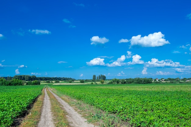 Campo verde y cielo azul