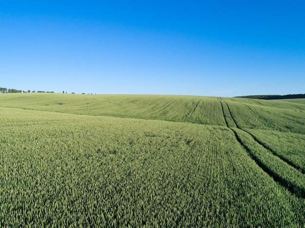 Campo verde y cielo azul