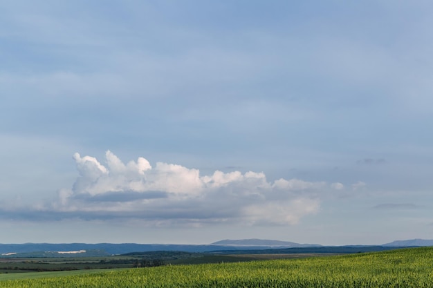 Campo verde y cielo con hierba de nubes en la cosecha de cereales agrícolas de primavera