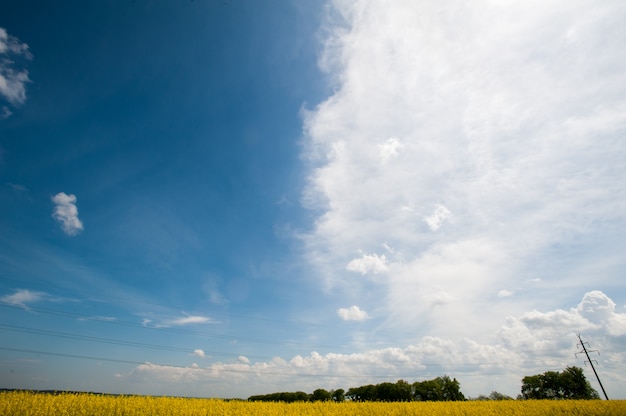 Campo verde con cielo