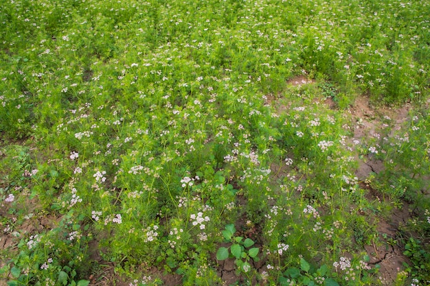 Campo verde de cilantro floreciente con pequeñas flores blancas