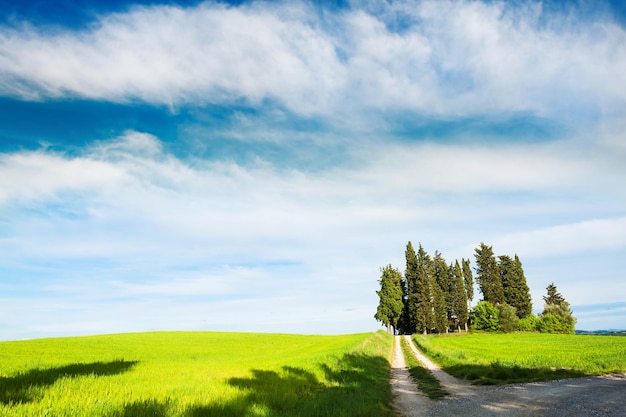 Campo verde, ciprés y cielo azul. Hermoso paisaje de Toscana, Italia