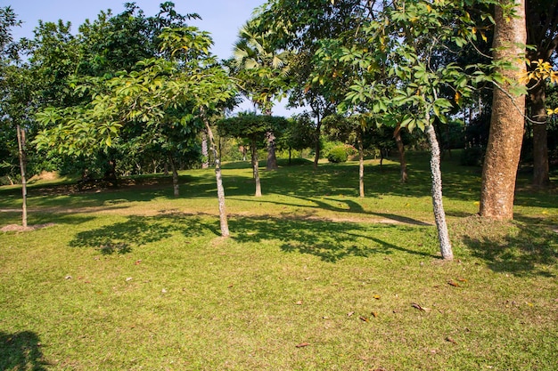 Campo verde com árvores na paisagem do parque