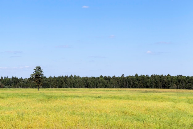 Campo verde com cereais e floresta no horizonte, contra um céu azul sem nuvens