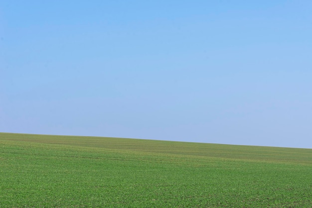 Campo verde com céu azul como pano de fundo