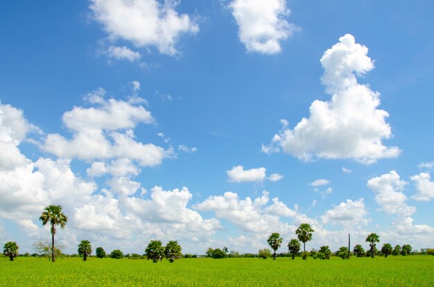 Campo verde com céu