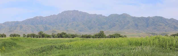 campo verde com grama alta e céu azul