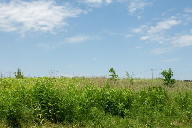 Campo verde com grama e arbustos e céu azul