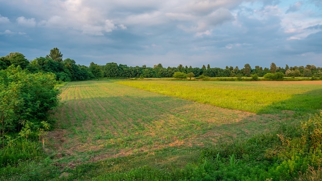 Campo verde com milho jovem ao pôr do sol. Agricultura