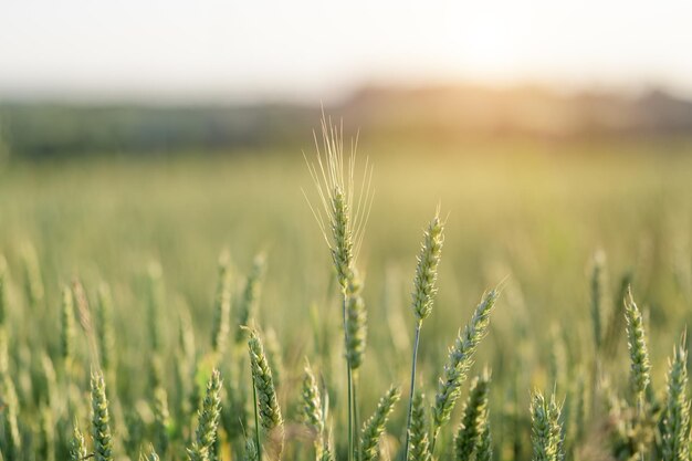 Foto campo verde com pôr-do-sol de verão de centeio em crescimento
