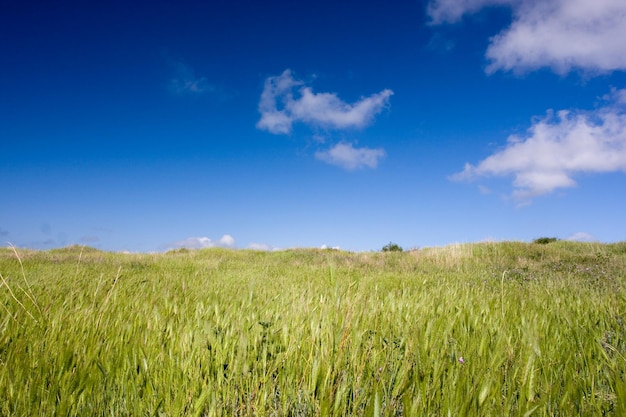 Campo verde com trigo e céu azul nublado