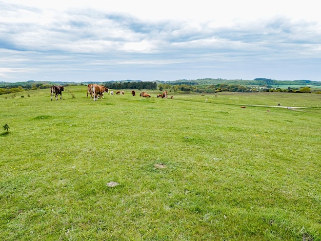 Foto campo verde com um rebanho de vacas que estão pastando