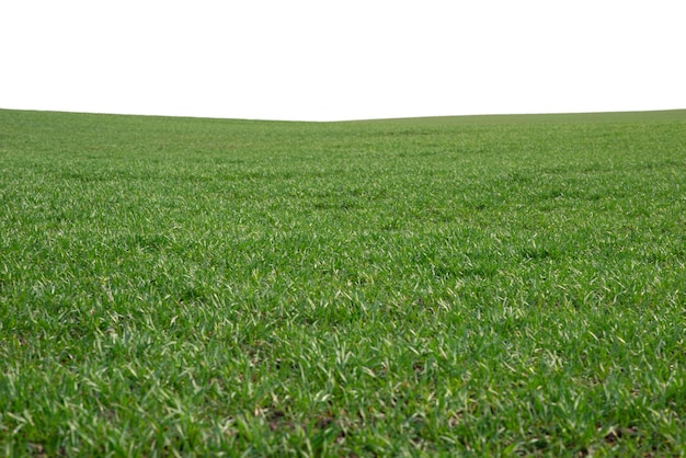 Campo verde como fondo Hierba verde en primavera aislada en un fondo blanco