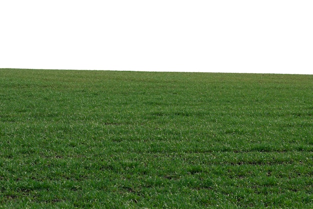 Campo verde como fondo hierba verde en primavera aislada sobre un fondo blanco