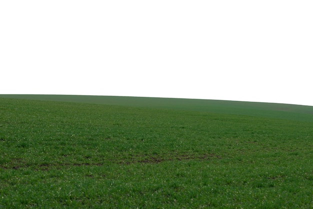 Foto campo verde como fondo hierba verde en primavera aislado sobre fondo blanco.