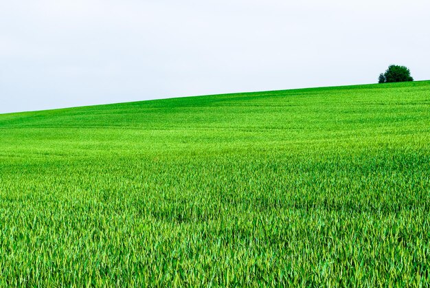 Foto campo verde contra el cielo