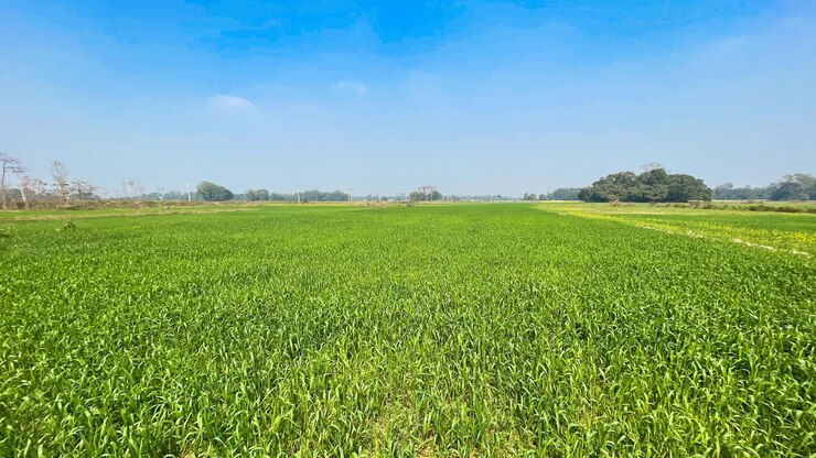 Campo verde contra el fondo de agricultura de cielo azul