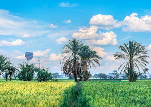 Campo verde con cosecha fresca en Egipto