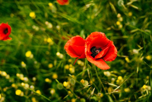 En el campo verde crecen fragantes flores rojas y amarillas, naturaleza de verano