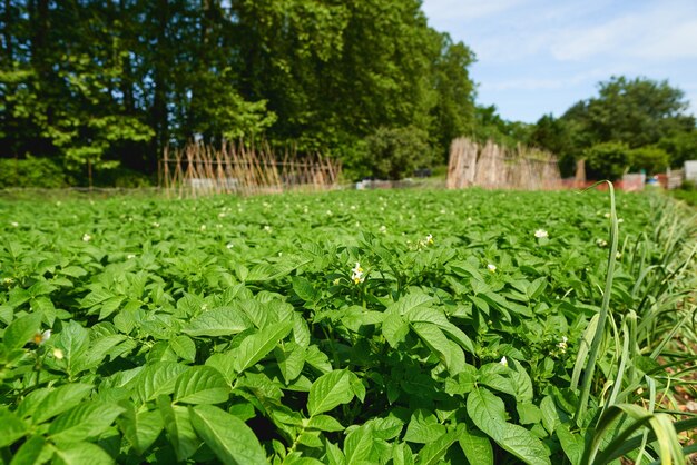 Campo verde de cultivos de papa en una fila.